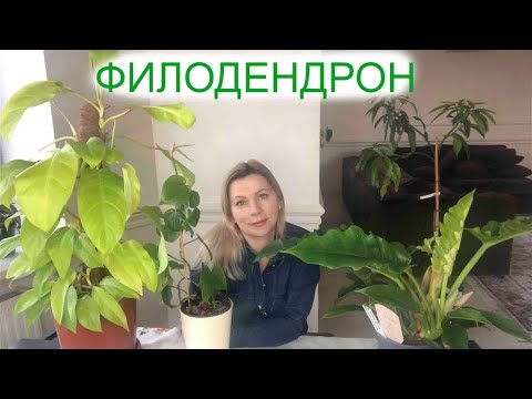Видео: ФИЛОДЕНДРОН | ОСОБЕННОСТИ ВЫРАЩИВАНИЯ