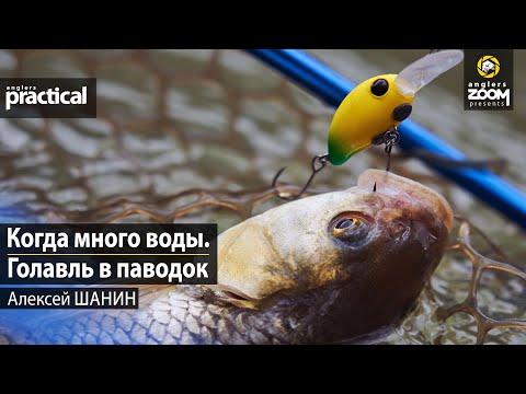 Видео: Когда много воды. Голавль в паводок. Алексей Шанин. Anglers Practical