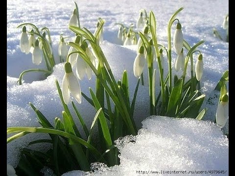 Видео: Георг Отс. Старая мелодия. Музыка - А. Ойт, слова - Л. Дербенёв.