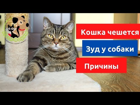 Видео: Кошка (собака) чешется. Зуд у собаки или кошки, основные причины