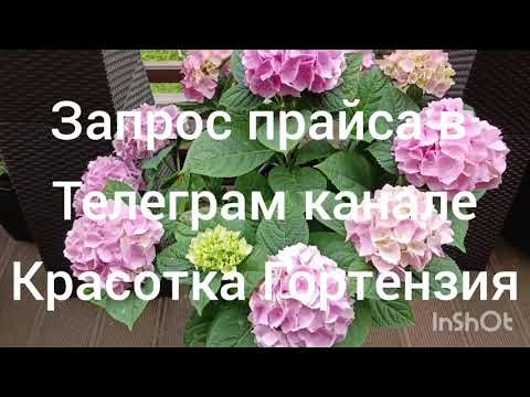Видео: Рост крупнолистных гортензий за сезон 🌿🌺😍