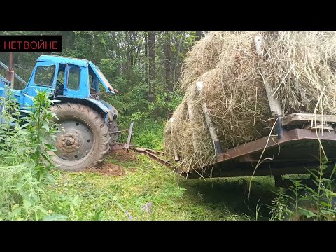 Видео: Покос идёт со скрипом, через пень - колоду.