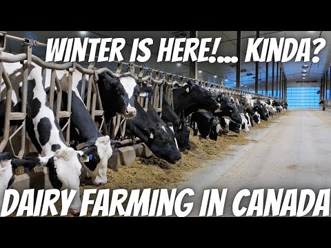 Видео: Зима ненадолго пришла