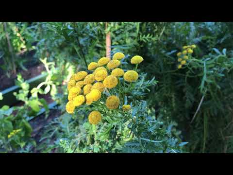 Видео: Красный сад. Пижма обыкновенная.