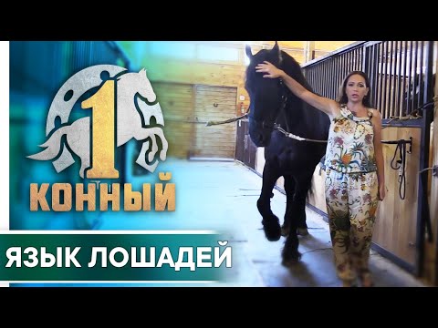 Видео: Язык лошадей
