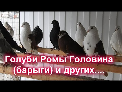 Видео: Голуби Ромы Головина (барыги) и  других..