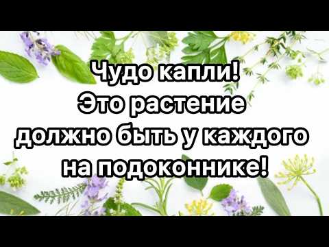 Видео: ЧУДО КАПЛИ ОТ НАСМОРКА! Это растение должно быть у каждого на подоконнике!