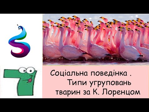 Видео: Соціальна поведінка .Типи угруповань тварин за К. Лоренцом