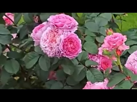 Видео: ОБРАБОТКА РОЗ ОТ БОЛЕЗНИ В СЕНТЯБРЕ!