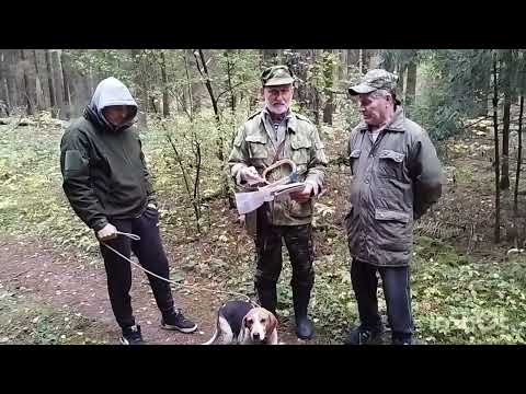 Видео: ИСПЫТАНИЕ ЭСТОНСКОЙ ГОНЧЕЙ🦮ДОРА СРАБОТАЛА НА ДИПЛОМ