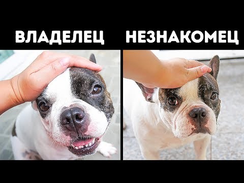 Видео: 12 ваших поступков, которые расстраивают вашу собаку