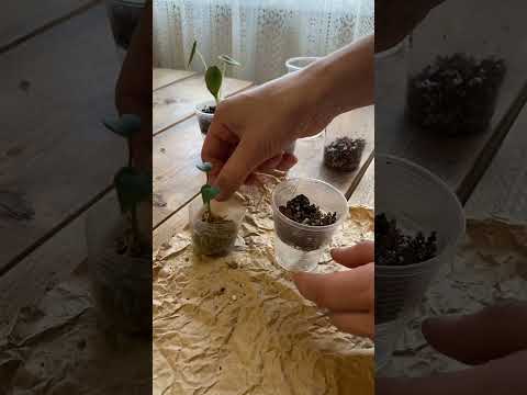 Видео: Сажаем Антуриум на фитиль
