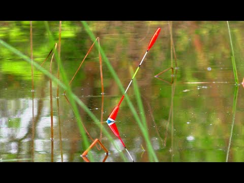 Видео: КРУПНИЙ ЛИН та КАРАСЬ в молодому рогозі 🌾 на поплавок 💊 Рибалка на карася. Карась на поплавок.