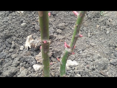 Видео: Реанимация Роз  весной.