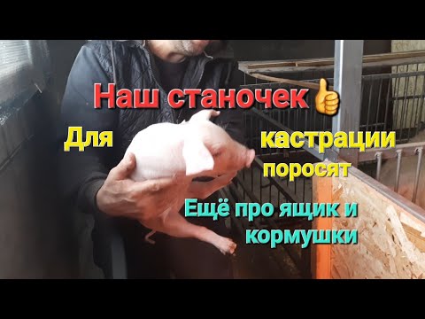 Видео: Наш станочек для кастрации поросят! дополнение по ящику и кормушкам.Кастрация.