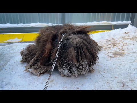 Видео: ДО и ПОСЛЕ похода к грумеру. ЕЁ НЕ МЫЛИ И НЕ СТРИГЛИ 7 ЛЕТ!