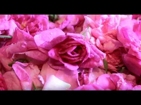 Видео: ВАРЕНЬЕ ИЗ ЛЕПЕСТКОВ ЧАЙНОЙ  РОЗЫ 🌹 АЗЕРБАЙДЖАНСКОЕ ВАРЕНЬЕ 🌹ROSE JAM 🌹  Qızıl gul murebbesi
