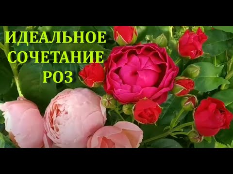 Видео: Розы Аскот, Мадам Фигаро, Элнвик Роуз. Идеальное сочетание!