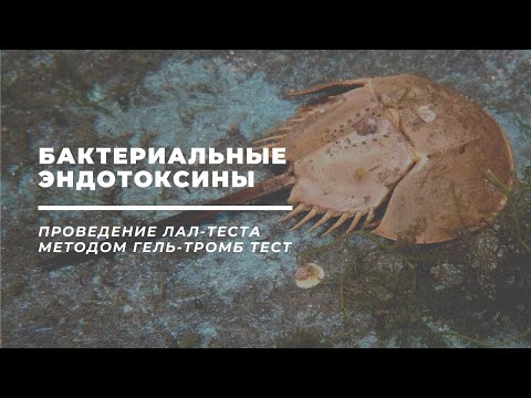 Видео: Бактериальные эндотоксины. Проведение ЛАЛ-теста методом гель тромб-тест