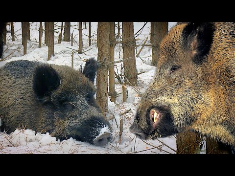 Видео: ПОСТЕЛЬ ДЛЯ КАБАНА | Film Studio Aves