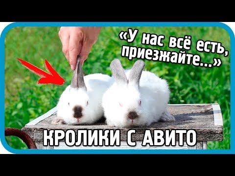 Видео: Как меня обманули кролиководы с Авито. Мой первый опыт покупки кроликов по объявлениям.