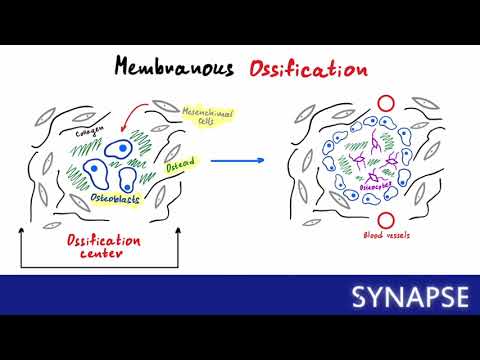 Видео: USMLE Step 1 - Типы окостенения. Ахондроплазия.