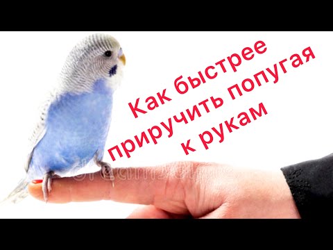 Видео: КАК БЫСТРЕЕ ПРИРУЧИТЬ ПОПУГАЯ К РУКАМ