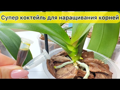 Видео: Супер коктейль для наращивания корней у орхидей