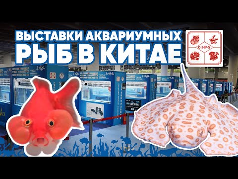 Видео: 🏆 Выставки аквариумных рыб в Китае. Кубок Великой Китайской стены на CIPS.