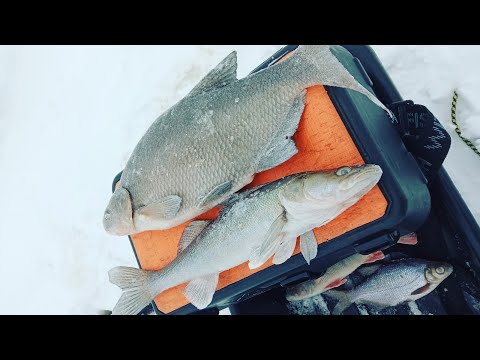 Видео: Рыбалка на реке Свирь в начале марта.ПОИМАЛ БОНУСА АЖ САМ НЕ ОЖИДАЛ.