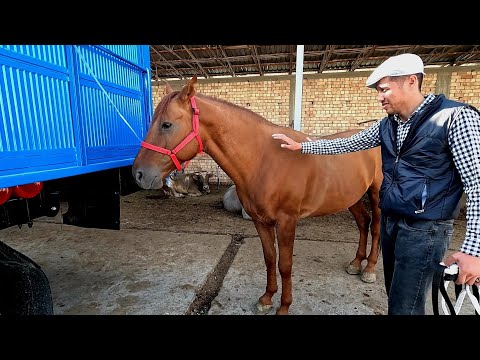 Видео: Шуро от бозори 2022! Конный рынок! Жылкы мал базар! Sho'ro ot bozori