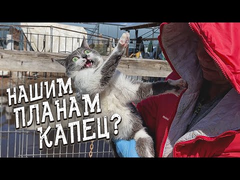 Видео: Cпасение животных/ Кто из питомцев поедет в новый дом?