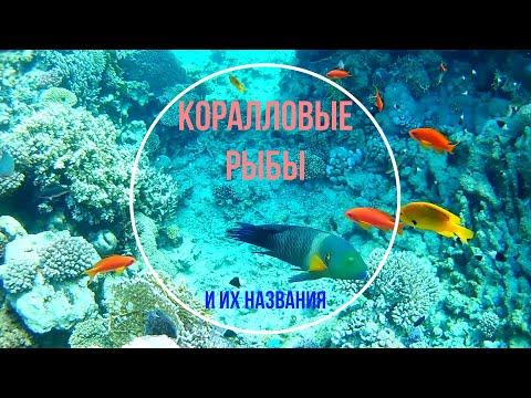 Видео: Неземная красота подводного мира. Коралловые рыбы и их названия.