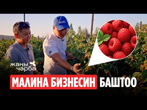 Видео: 1,5 ТОННА МАЛИНА 15 сотиктен РЕАЛДУУ | Жаңы Чарба