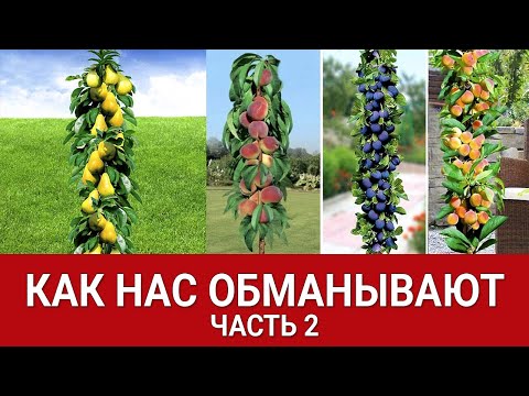 Видео: КАК НАС ОБМАНЫВАЮТ - ЧАСТЬ 2