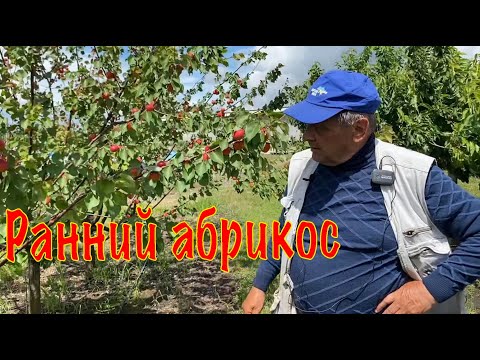 Видео: Ранний абрикос сорта Цунами на полукарликовом подвое - Питомник Маценко