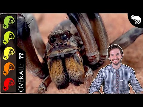 Видео: Гигантский паук-волк — лучшее беспозвоночное домашнее животное?