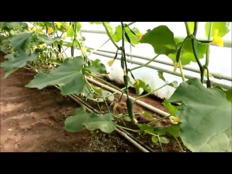 Видео: Огурец от посева до первого сбора 50 дней