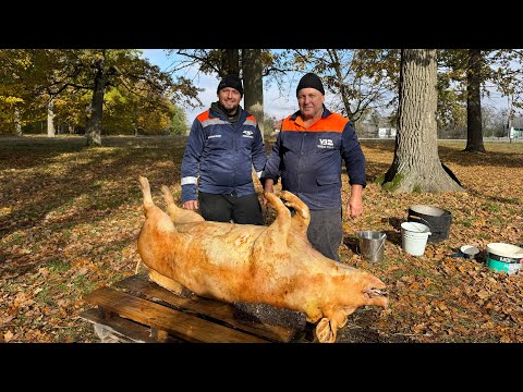 Видео: Розробка туші  свині майстром із великим досвідом. Робота майстра. Як розібрати тушу свині.