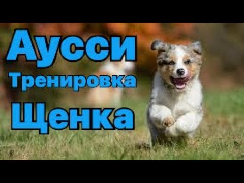 Видео: Очень крутой и милый парень Абоки. Щенок аусси ( австралийской овчарки)