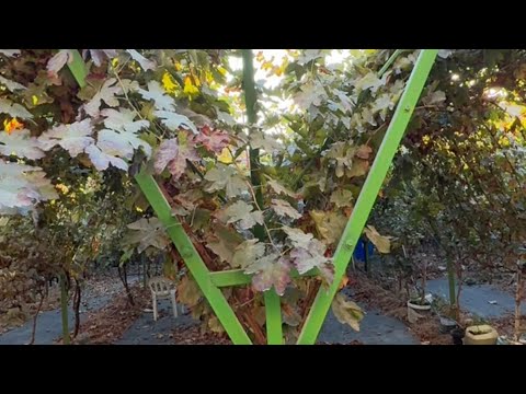 Видео: Y образная шпалера. Обрезка и формировка