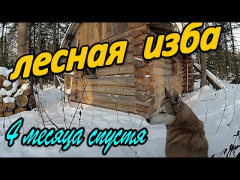 Видео: Лесная изба. 4 месяца спустя.Поход на зимовьё.