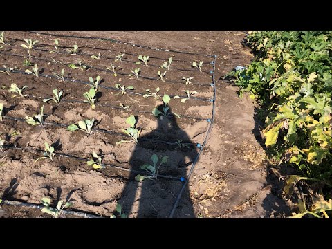 Видео: Про капельний полив і як підмішати добриво в капельний полив за допомогою оприскувача