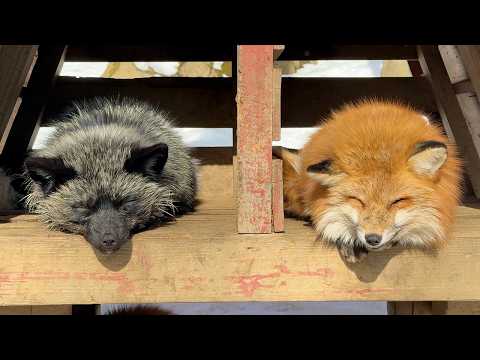 Видео: Японская лисья деревня!! Мир, в котором живут 100 милых лисиц🦊