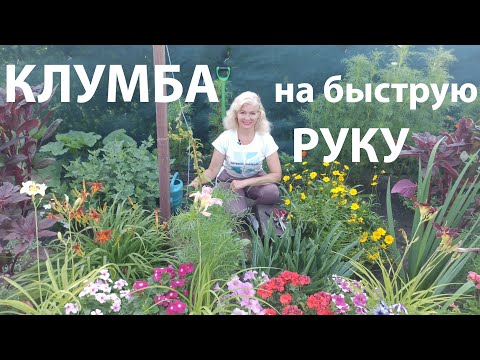 Видео: Как посадить девичий виноград. Клумба на быструю руку