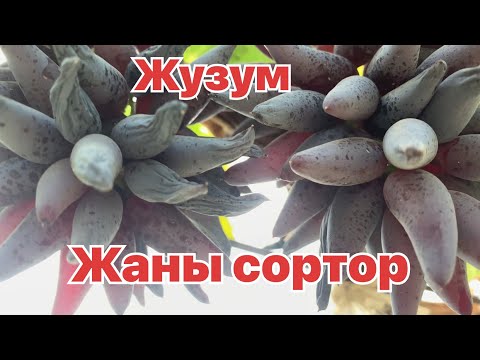Видео: Жузумду жаны сортору