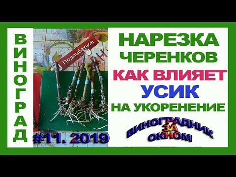 Видео: 🍇 После ЭТОЙ подрезки черенки винограда УКОРЕНЯЮТСЯ как СУМАСШЕДШИЕ. Как влияет УСИК на укоренение.