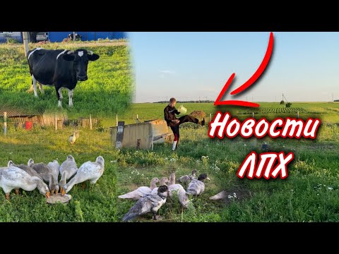 Видео: Про нашу Корову / Крысы утащили гусят/Цыплята Брама, гусята, Индоутята.Последняя наседка в этом году