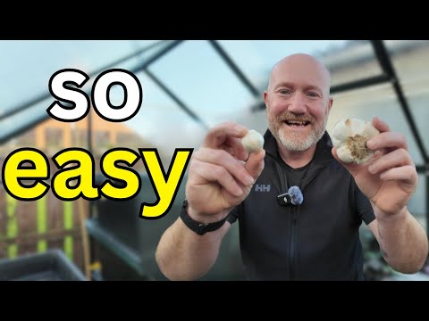 Видео: Вырастите чеснок ЛЕГКИМ способом | Два простых и недорогих способа посадки чеснока для получения ...