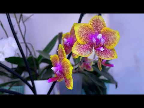 Видео: Орхидеи цветут! Начало мая! С праздником Пасхи!